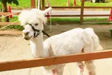 山古志アルパカ牧場