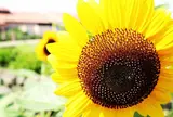 長井海の手公園ソレイユの丘