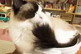 猫喫茶 空陸家 下北沢店