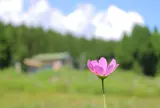 ラシェーズひるがの