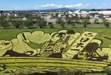 田んぼアート