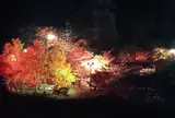 中野もみじ山