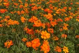 山中湖花の都公園