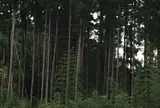 鯉沢バイパス