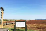 卯原内サンゴ草群生地