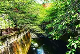 目黒川
