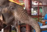 アユタヤ・エレファント・キャンプ