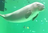 鳥羽水族館
