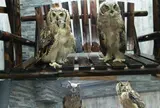 ふくろうカフェ池袋 あうるぱーく （owlcafe）