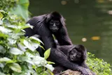 シンガポール動物園
