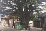 谷中ヒマラヤ杉