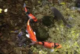 お鷹の道・真姿の池湧水群