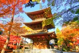 招き猫の豪徳寺