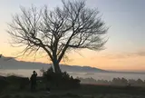 前原の一本桜