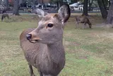 奈良国立公園