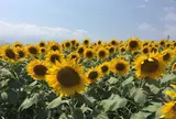 明野のひまわり畑
