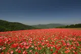 天空のポピー