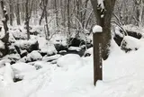 奥入瀬渓流