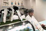 生クリーム専門店 ミルク 新宿ルミネ店