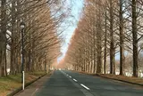 メタセコイア並木