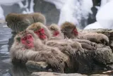 地獄谷野猿公苑