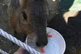 愛知牧場