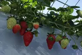 ストロベリーノ下田