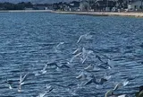 相馬市松ケ浦