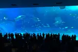 沖縄美ら海水族館