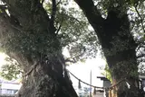 尾鷲神社の大クス