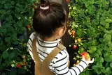館山いちご狩りセンター