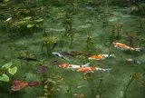 モネの池