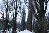北海道大学 ポプラ並木