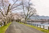【花見スポット】立岡自然公園
