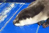 伊勢シーパラダイス