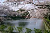 小田原城址公園