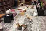 きゃりこ 吉祥寺店
