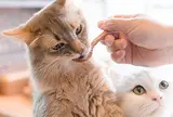 猫カフェ MoCHA（モカ）原宿竹下通り店