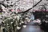 目黒川