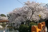 九華公園(桑名城趾)