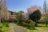 石神井公園