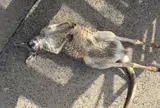 秋吉台自然動物公園サファリランド