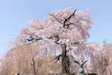 円山公園