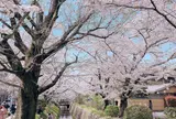 哲学の道