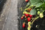 近藤いちご園
