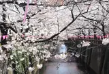 目黒川