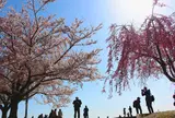 さくらの山公園