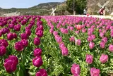 国営明石海峡公園