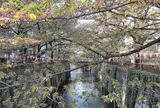 目黒川