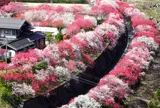 月川温泉の花桃